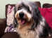 Havanese Male Adult