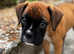Two Beautiful Champion Bobtail boxers ready now