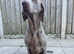Gorgeous Weimaraner Girl For Sale