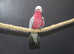 Galah Cockatoo Talking Parrot,27