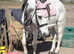 !15hh hack,lead rein, project!