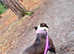American bully micro height
