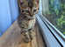 Lovely beganl girl (Tica reg.)