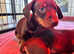 5 Standard Boy Chocolate Dachshunds puppies