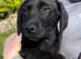Fully Vaccinated - 1 KC Registered Labrador Retriever Puppy
