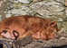 2 Kunekune Pigs