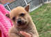 Pomeranian cross Chihuahua puppy