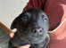 Labrador x shepherd puppies. Health tested parents
