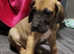 Kc registered  great dane puppies Ready Leave Now