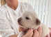 Beautiful Chiweenie Pups for sale (L/H Dachshund x L/H Chihuahua)