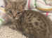 F3 Savannah Kittens! Registered breeders of Kiwanga pedigree Savannahs