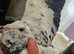 1 x Pair of Tiger Grizzle pigeons