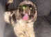 Male silver chocolate and white American cocker spaniel