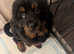 TIBETAN MASTIFF PUPPY FEMALE