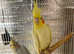 Beautiful baby Cockateils singing parrots delivery available.