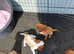 Cavalier king charles puppies