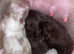 Kc reg Beautiful chocolate Pomeranians
