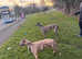 Female greyhound