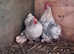 Pair of Pekin Bantams with Chicks