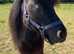 Gorgeous Black Miniature Shetland Gelding