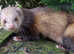 One polecat hob,two Jill's need new homes