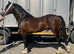 Future stallion