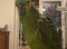 Blue fronted Amazon parrot