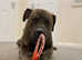 Rehoming beautiful pressa canario