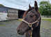 Stunning Smoky Black Section C Filly