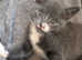 Half russian blue