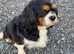 Female cavalier King Charles spaniel