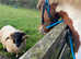 15.hh Skewbald gelding lightweight Cob X