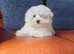 Adorable Havanese x Maltese puppies