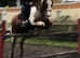 OFFERS invited !14.1 bombproof mare