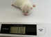 Beautiful half khao manee litter of kittens for sale !
