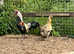 Pair of rare breed chickens