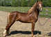 STUNNING WELSH SEC C 5 year old colt