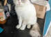 Persian x Ragdoll Kittens for sale
