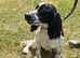 8month old beautiful sprocker