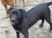 Rhodesian Ridgeback x Presa Canario