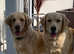 Stunning golden retriever puppies ready to leave 23rd may
