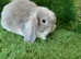 Baby mini lops