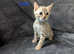 3 beautiful pure snow bengal kitten
