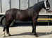 2 year old gelding to make 14.2hh