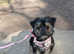 14 week old female chihuahua/yourkshire terrier