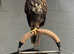 Female Harris' Hawk