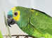 Young blue fronted Amazon parrot for sale