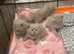Lilac British shorthaired kittens