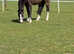 Welsh b mare 5yrs 12.2