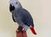 African grey for sale